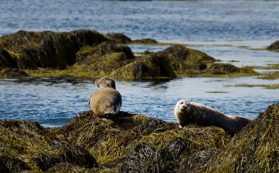 From Reykjavik: Snaefellsnes - Small Group, Lunch Included - Snæfellsnes, aka Miniature Iceland, in One Packed 11 Hours