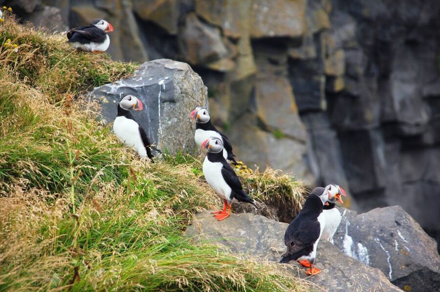 From Reykjavik: South Coast Small-Group Tour - Vik Lunch Break and the Sea Stacks That Feel Like a Story
