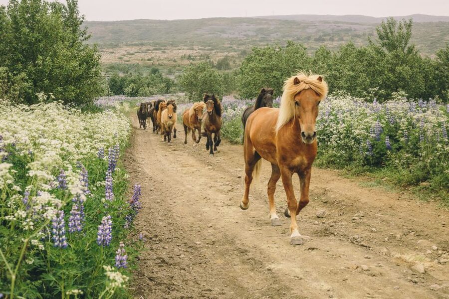 From Reykjavík: Viking Horseback Tour in Hafnarfjörður - Reykjanes Horse Country, Right Outside Reykjavík