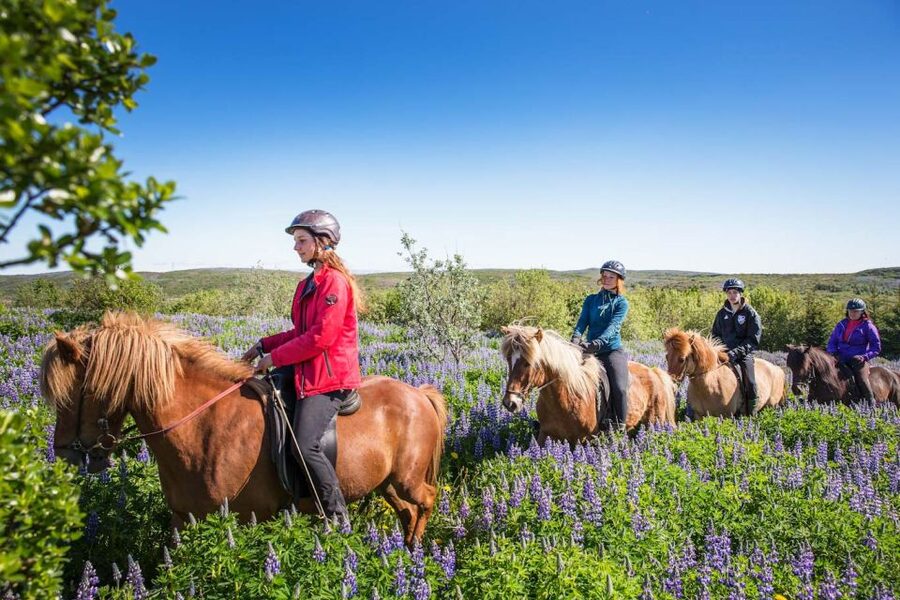 From Reykjavík: Viking Horseback Tour in Hafnarfjörður - Inside Íshestar Stables: The Part You Want to Get Right