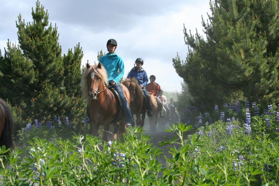 From Reykjavík: Viking Horseback Tour in Hafnarfjörður - The 3-Hour Plan in Plain Language