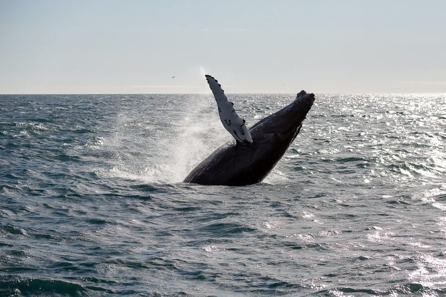 From Reykjavik: Whale Watching Tour - Kollafjöður to the Main Run: A Calm Start Before the Hunting