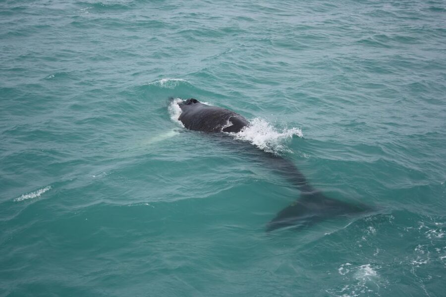 From Reykjavik: Whale Watching Tour - The Boat Experience: Overalls, Heated Cabins, WiFi, and Real Comfort