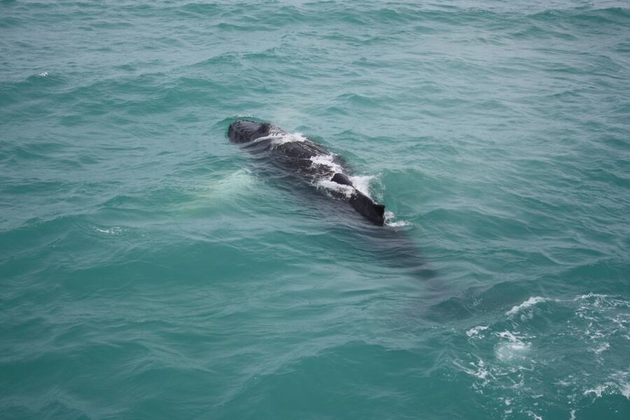 From Reykjavik: Whale Watching Tour - The Guides in Action: How Lukas and Patrick Change the Odds
