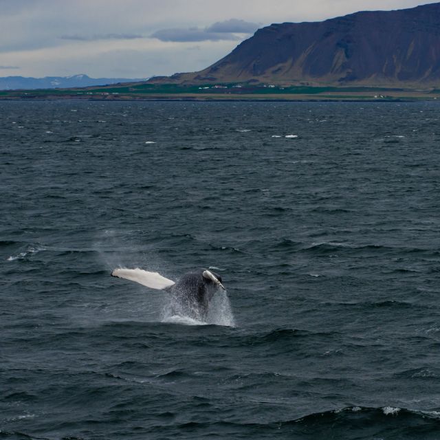 From Reykjavik: Whale Watching Tour - How Long You Actually Spend Watching Wildlife