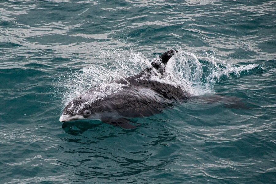 From Reykjavik: Whale Watching Tour - Price and Value: Is $103 Worth It in Iceland?