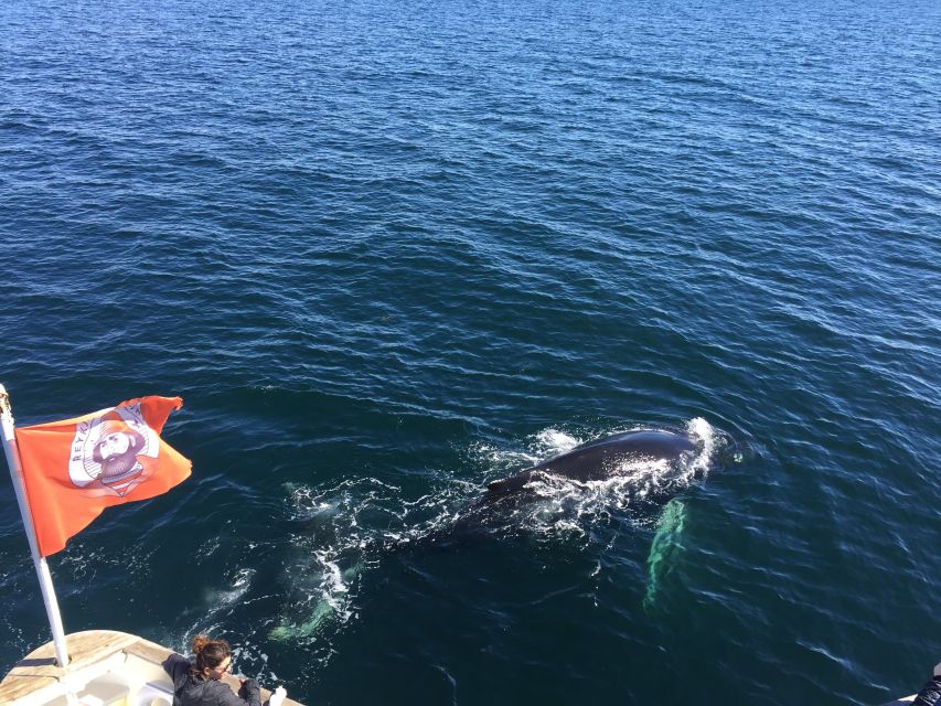 From Reykjavik: Whale Watching Tour - Who This Tour Fits Best (and Who Might Want Another Plan)
