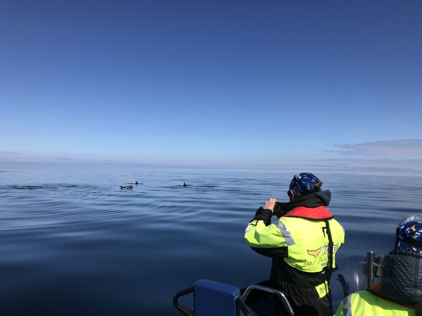 From Reykjavik: Whale Watching Tour by Speedboat - Who should book this RIB whale watch (and who should think twice)