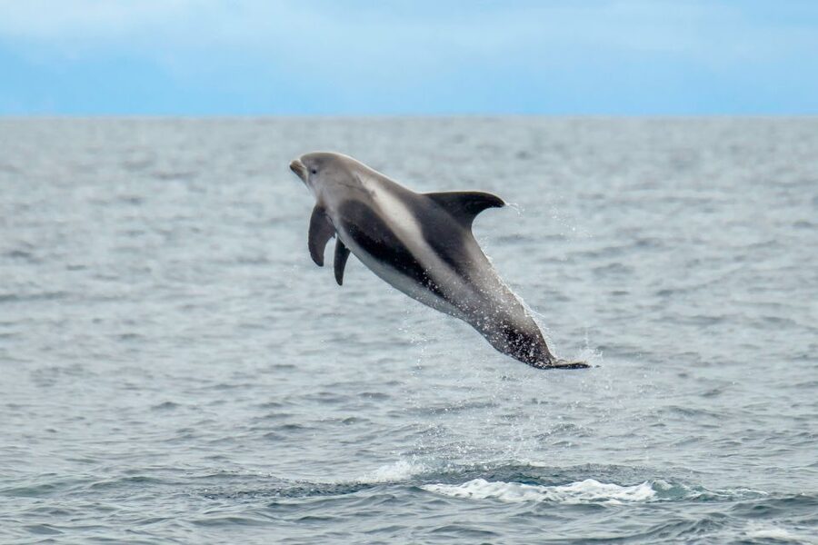 From Reykjavik: Whale Watching Tour by Speedboat - The actual whale-spotting zone: Faxaflói Bay and how you’ll scan