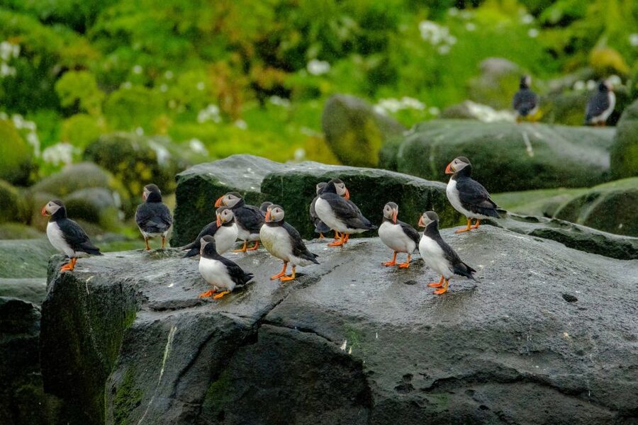 From Reykjavik: Whale Watching Tour by Speedboat - Puffins on the islands: the part I love when the whale timing slips