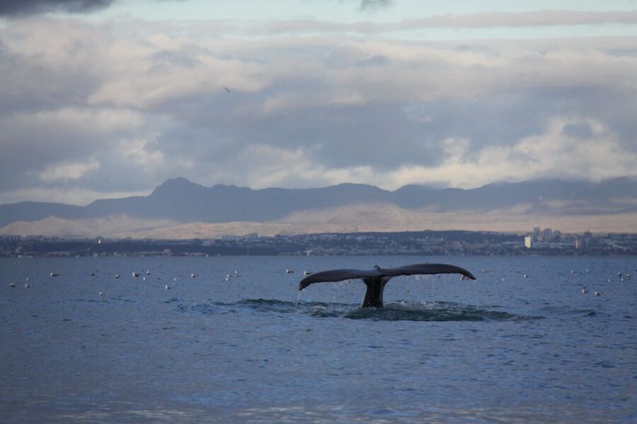 From Reykjavik: Whale Watching Tour by Speedboat - How the guide changes the trip: facts, scanning, and teamwork