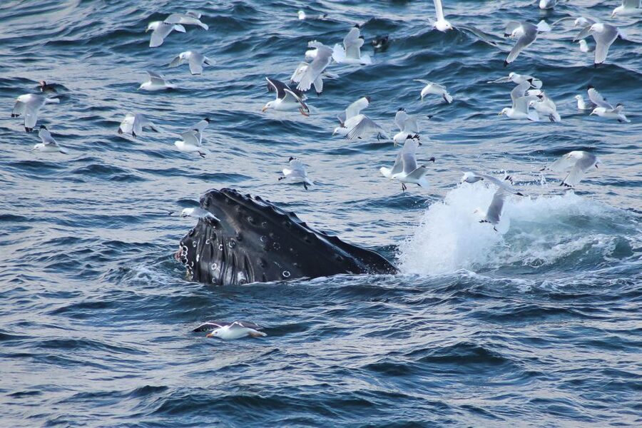 From Reykjavik: Whale Watching Tour - Faxaflói Bay: Minke Whales, Humpbacks, and Dolphins Where the Action Happens