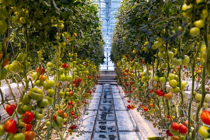 Golden Circle and Lunch at Fridheimar Tomato Farm - with photos - Who this Golden Circle with Friðheimar lunch is best for