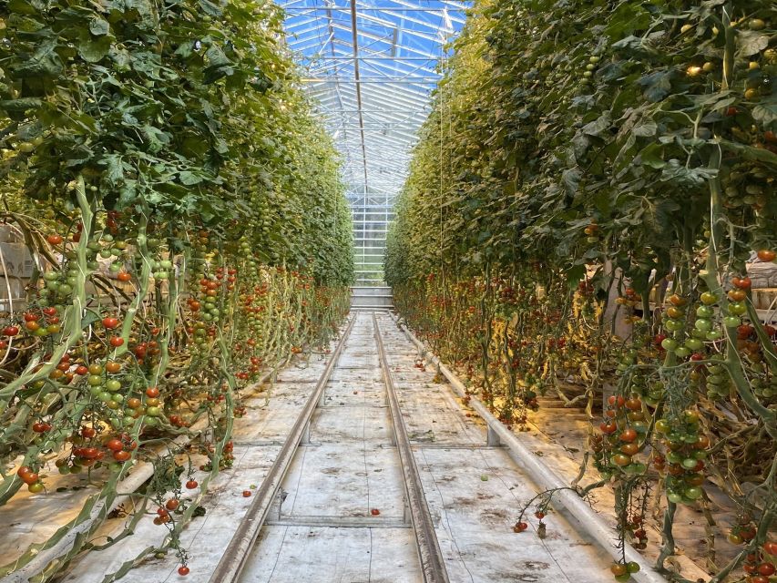 Golden circle, hot spring bakery, tomato farm private tour - Þingvellir National Park: Two Plates, One Big Sense of Place