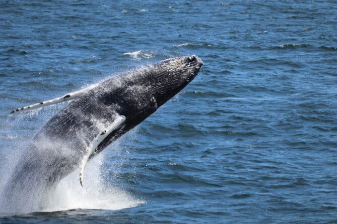 Guided Whale Watching Experience from Reykjavik - Key highlights you should care about