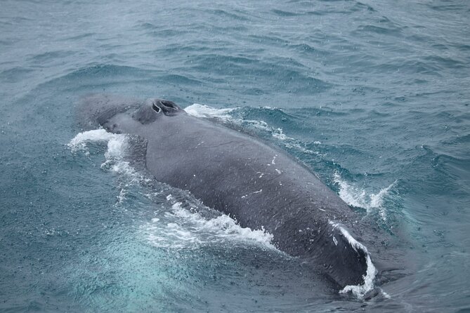 Guided Whale Watching Experience from Reykjavik - The scenic route: Harpa, Mount Esja, and that far-off Snæfellsnes view