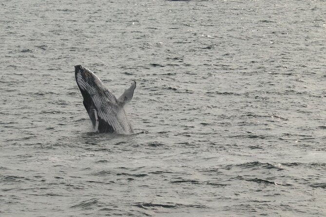 Guided Whale Watching Experience from Reykjavik - Crew and onboard comfort: hot drink warmth and motion-sickness support