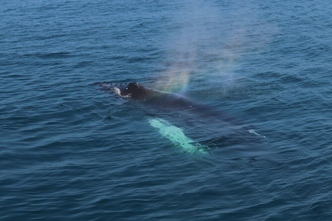 Guided Whale Watching Experience from Reykjavik - What’s included, what’s extra, and how to judge value for $97