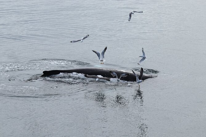 Guided Whale Watching Experience from Reykjavik - Timing your day in Reykjavik: what to do before you go