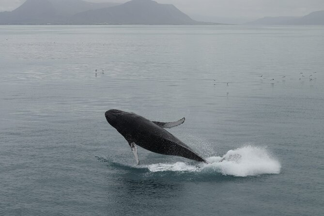 Guided Whale Watching Experience from Reykjavik - Heated cabins, flotation overalls, and how not to freeze on deck