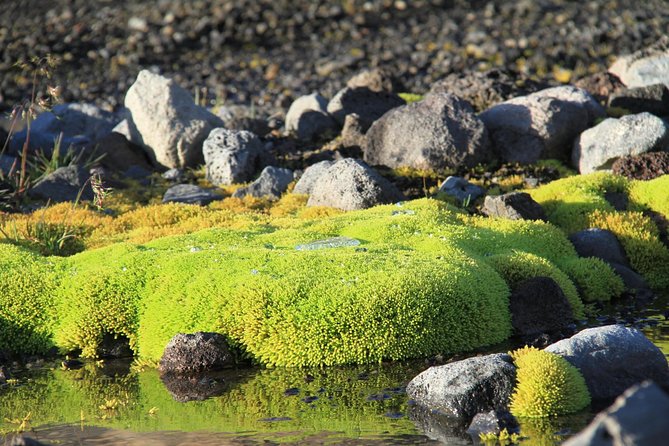 Highlights of Iceland / private guided super Jeep tour - Deildartunguhver: the thermal spring stop that makes Iceland practical