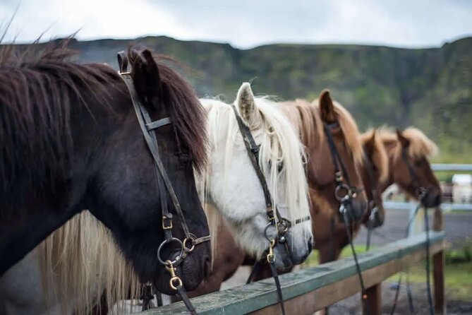 Horse Riding Tour in Reykjadalur (Smoky Valley)-All Riding Levels - Key reasons this ride wins