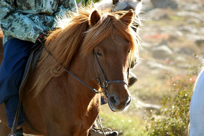 Horseback Riding Tour in Iceland - Gear, timing, and what you should expect 30 minutes before