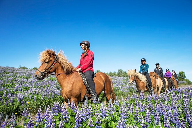 Horseback Riding Tour in Iceland - Icelandic horse basics you can actually take home