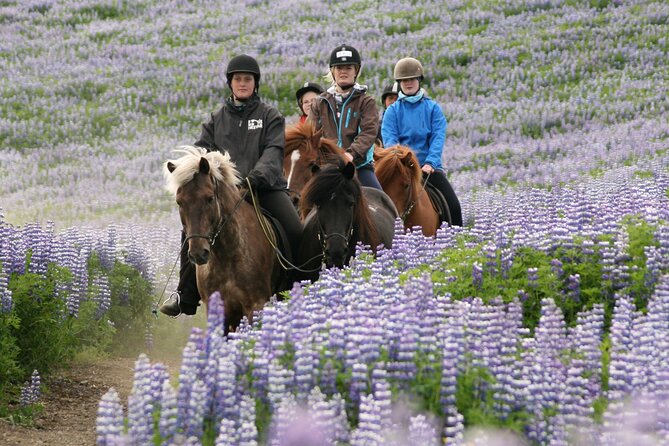 Horseback Riding Tour in Iceland - Group size, private moments, and how you get the best experience