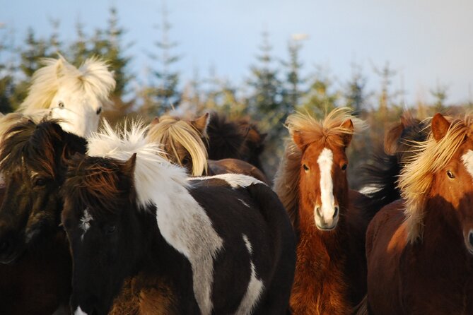 Horseback Riding Tour in Iceland - Who should book this Ishestar horseback ride