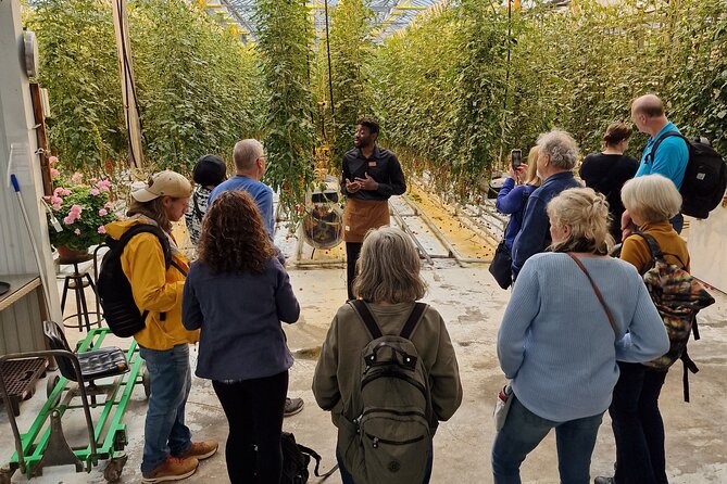 Iceland's Golden Circle in Spanish with Pickup Included - Fridheimar: Tomato Greenhouses, a Short Talk, and Icelandic Horses