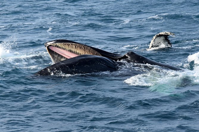 Iceland Super Saver: Northern Lights Cruise plus Whale-Watching Tour from Reykjavik - Key Highlights You’ll Actually Feel Onboard