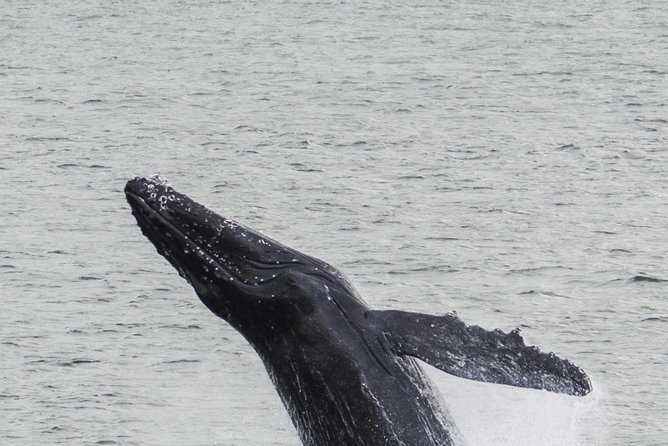 Iceland Super Saver: Northern Lights Cruise plus Whale-Watching Tour from Reykjavik - What’s Included on the Boats (And What You’ll Pay For)