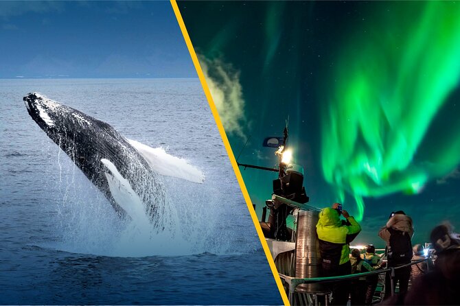 Iceland Super Saver: Northern Lights Cruise plus Whale-Watching Tour from Reykjavik - When Nature Disrupts the Plan, Here’s How to Stay Ready