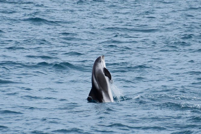 Iceland Super Saver: Northern Lights Cruise plus Whale-Watching Tour from Reykjavik - Who Should Book This Northern Lights and Whale-Watching Super Saver