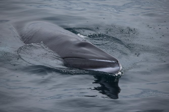 Iceland Super Saver: Northern Lights Cruise plus Whale-Watching Tour from Reykjavik - Northern Lights Cruise from Reykjavik Old Harbour (2.5 Hours)