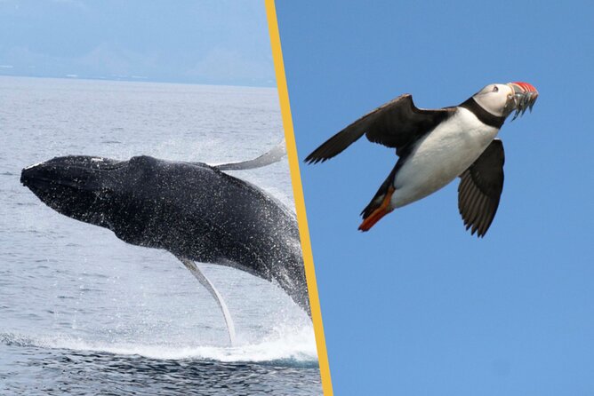 Iceland Super Saver: Puffin Cruise plus Whale-Watching Tour from Reykjavik - Puffins and Whales From Reykjavik, All in One Half Day
