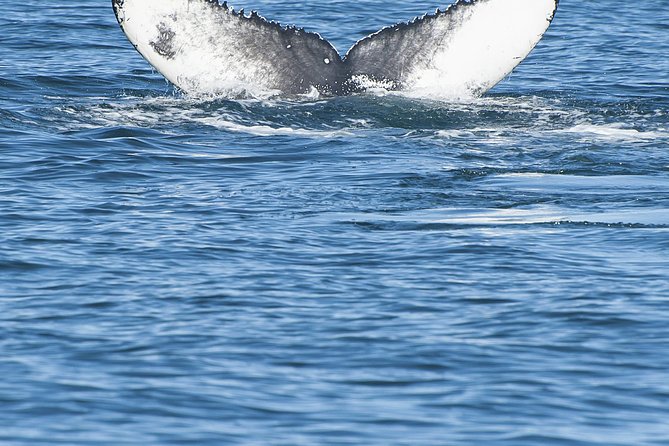 Iceland Super Saver: Puffin Cruise plus Whale-Watching Tour from Reykjavik - When Seas Get Rough: Comfort and Timing Realities