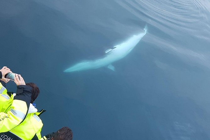 Iceland Super Saver: Puffin Cruise plus Whale-Watching Tour from Reykjavik - Puffin Cruise to Akurey: How the Bird Spotting Works