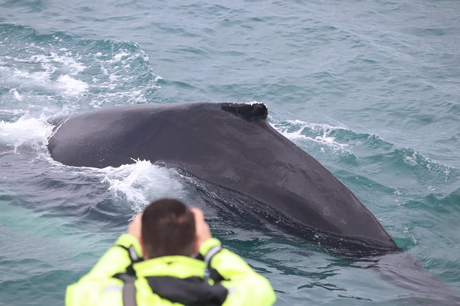 Iceland Super Saver: Puffin Cruise plus Whale-Watching Tour from Reykjavik - Small Boat Feel on the Puffin Segment