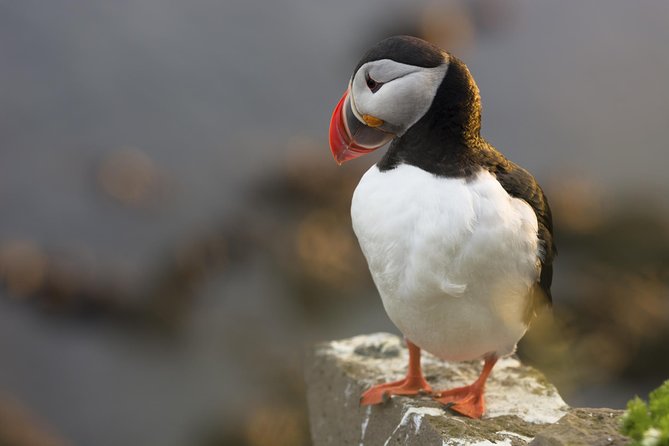 Iceland Super Saver: Puffin Cruise plus Whale-Watching Tour from Reykjavik - Choosing Your Order: A Real Scheduling Advantage