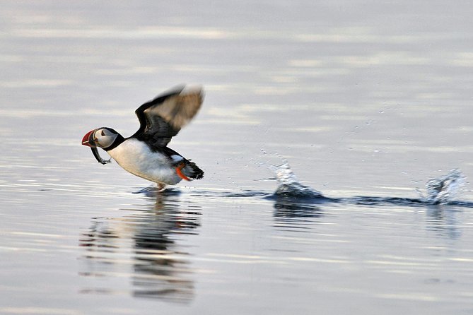 Iceland Super Saver: Puffin Cruise plus Whale-Watching Tour from Reykjavik - Starting at Geirsgata 11, Then Heading Straight for the Sea
