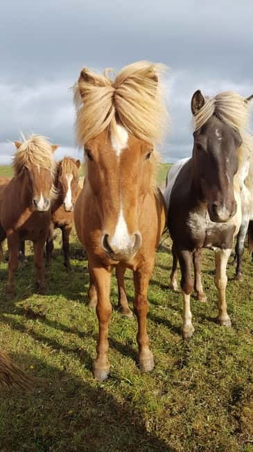 Iceland: Volcanic Landscape Horse Riding Tour - What Makes The Tölt Special (And Why You’ll Notice It)