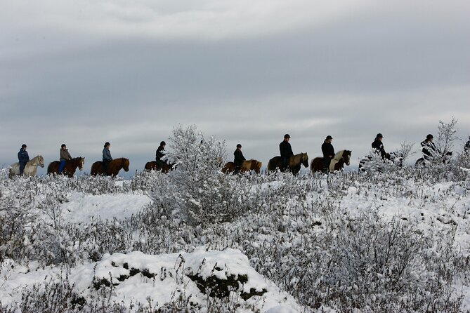 Icelandic Horse Riding and Whale Watching Tour from Reykjavik - Two tours, one smooth day from Reykjavik