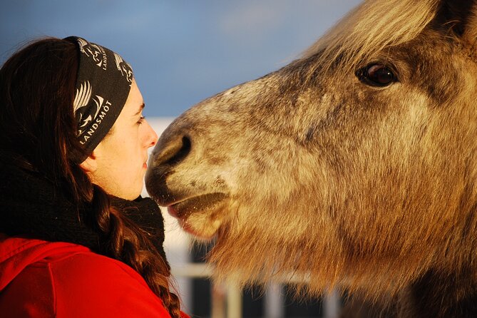 Icelandic Horse Riding and Whale Watching Tour from Reykjavik - Icelandic horses and safety: what happens before you ride