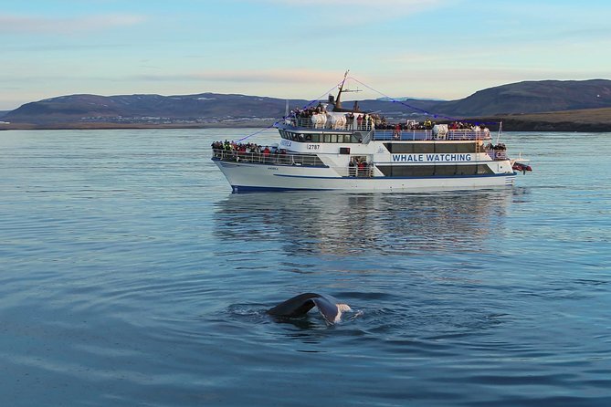 Icelandic Horse Riding and Whale Watching Tour from Reykjavik - The tölt gait on lava trails, remote moorland, and photo stops