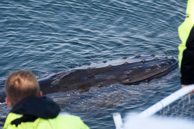 Icelandic Horse Riding and Whale Watching Tour from Reykjavik - Weather odds, fog, and the free try-again ticket
