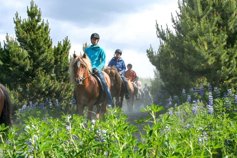 Icelandic Horse Riding Tour & Pickup Option from Reykjavik - Key highlights for your Icelandic horse ride