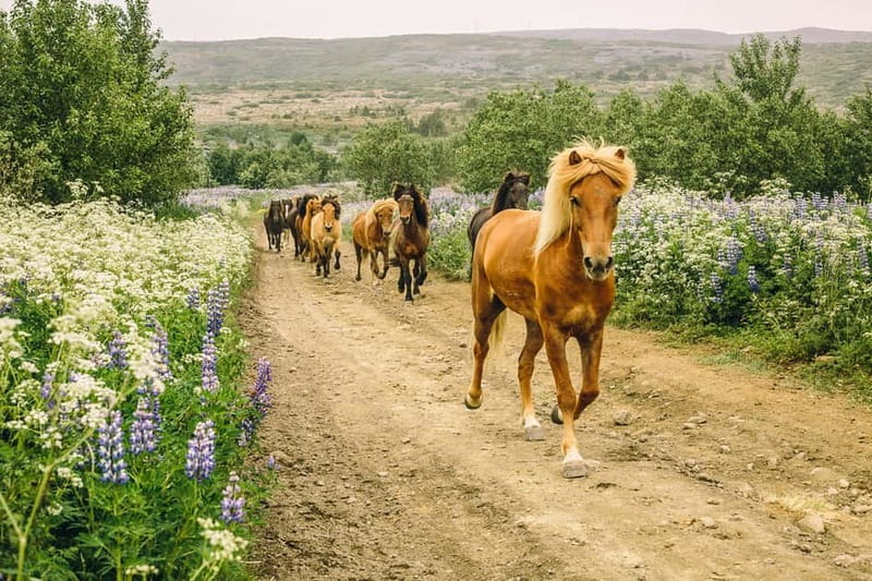 Icelandic Horse Riding Tour & Pickup Option from Reykjavik - Mounting rules and safety: simple stuff, done properly