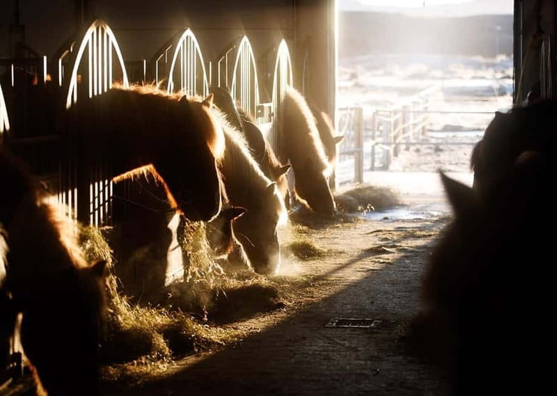 Icelandic Horse Riding Tour & Pickup Option from Reykjavik - Price and value: is $135 worth it?
